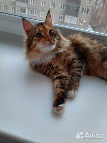 Ищем Кота для Кошечки Ищем Кота для Кошечки