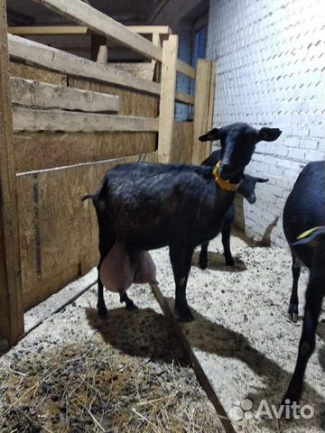Молочные козы Мурсиано Гранадина купить на Зозу.ру - фотография № 3