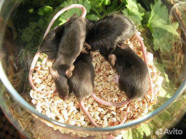 Сатиновые мыши купить на Зозу.ру - фотография № 2