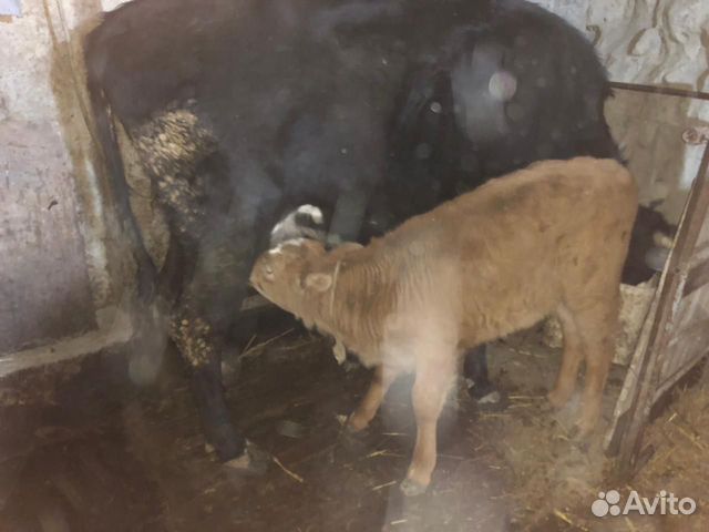 Корова и два теленка купить на Зозу.ру - фотография № 4