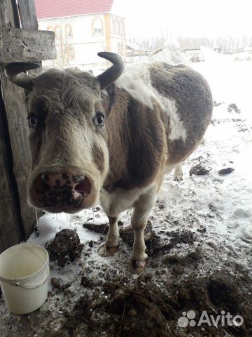 Корова стельная отел в ноябре купить на Зозу.ру - фотография № 2