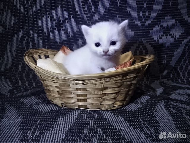 Продам котят (полуперсы) купить на Зозу.ру - фотография № 3