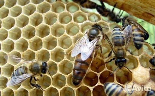 Матки,маточники,пчелы купить на Зозу.ру - фотография № 1