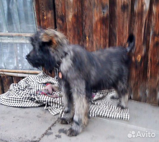 Отдам щенка для охраны купить на Зозу.ру - фотография № 1