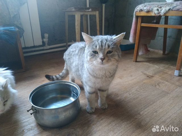 Стерилизованные коты и кошки купить на Зозу.ру - фотография № 7