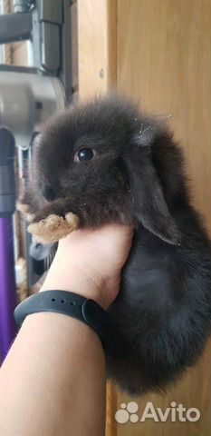 Продаются чудесные карликовые кролики купить на Зозу.ру - фотография № 2
