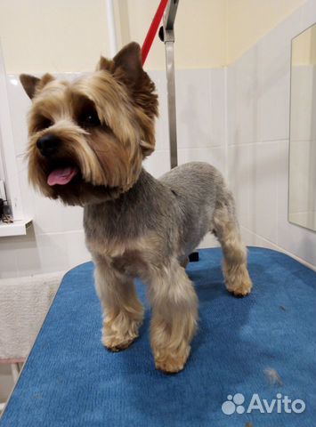 Стрижка животных, сеть салонов, рядом с домом