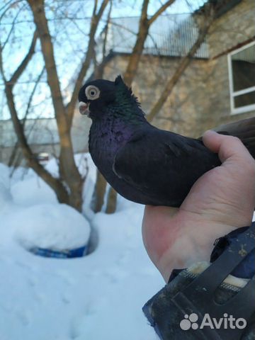 Продам голубей купить на Зозу.ру - фотография № 9