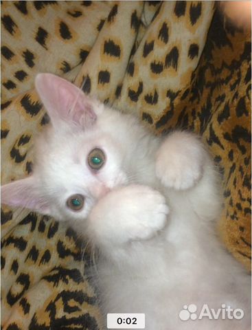 Котёнок белый купить на Зозу.ру - фотография № 1