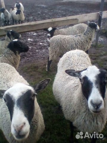 Овцы на мясо купить на Зозу.ру - фотография № 1