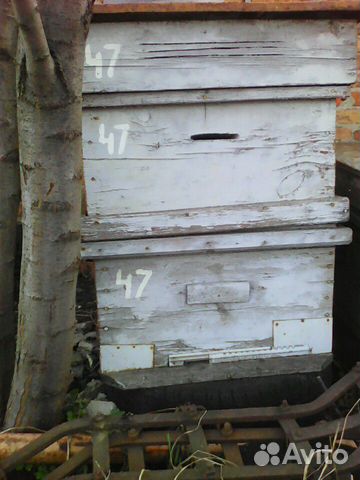 Улей и пчелосемьи купить на Зозу.ру - фотография № 1