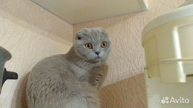 Шотландская, ищем котика для вязки купить на Зозу.ру - фотография № 1