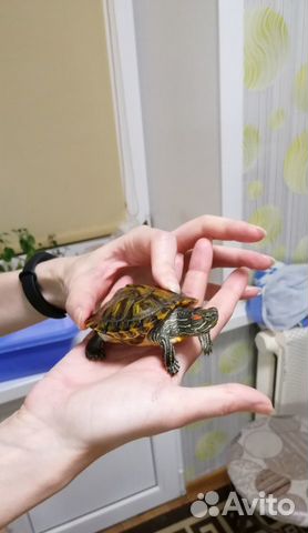 Красноухие черепахи купить на Зозу.ру - фотография № 7