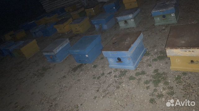 Пчёлы руд (семья) на продажу купить на Зозу.ру - фотография № 1