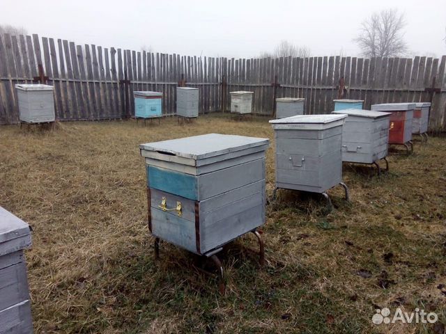 Продаются ульи с пчёлами купить на Зозу.ру - фотография № 1