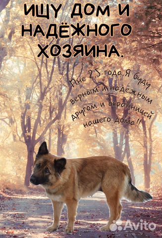 Собака-девочка купить на Зозу.ру - фотография № 1