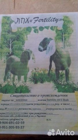 Англонубийские козлята купить на Зозу.ру - фотография № 1