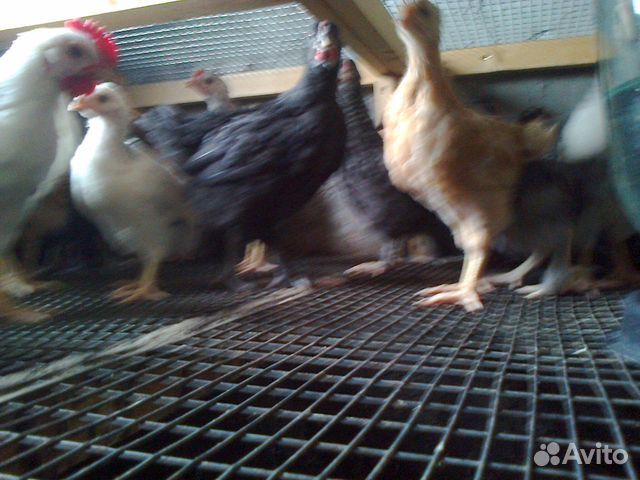 Цыплята 59 дней купить на Зозу.ру - фотография № 8