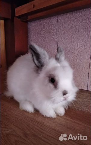 Белый Кролик "Алиса в Стране Чудес" купить на Зозу.ру - фотография № 4