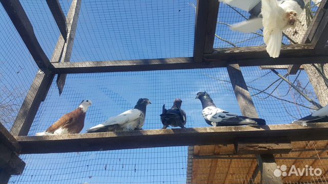 Бойные таджикские голуби купить на Зозу.ру - фотография № 6