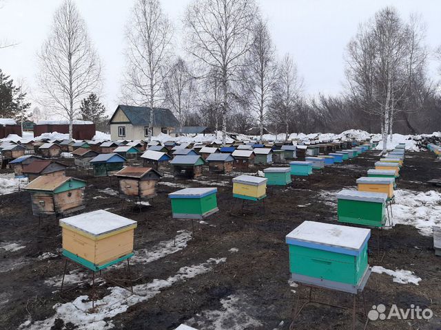 Пчелосемьи-пчелопакеты купить на Зозу.ру - фотография № 1