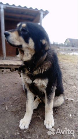 Собака метис тибетского мастиффа купить на Зозу.ру - фотография № 1