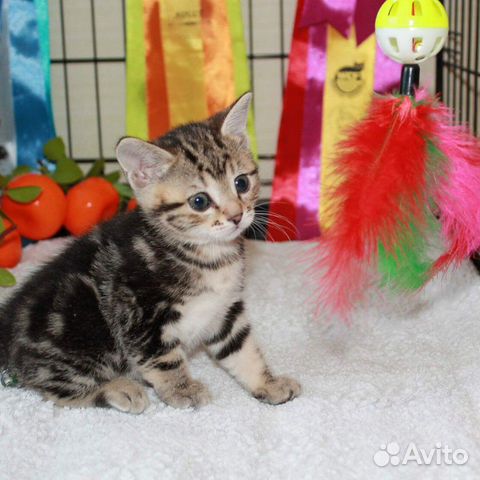 Предлагаются к продаже котята купить на Зозу.ру - фотография № 2
