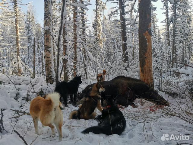 Щенок восточносибирской лайки от рабочих собак купить на Зозу.ру - фотография № 5