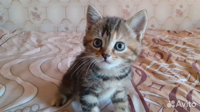 Бесплатные котята 1,5 месяца купить на Зозу.ру - фотография № 1