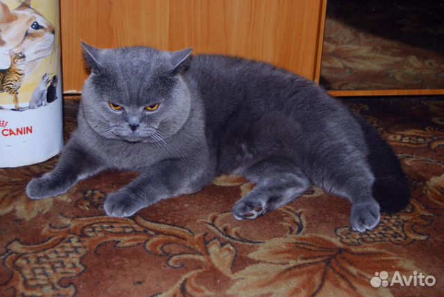 Приглашение на вязку