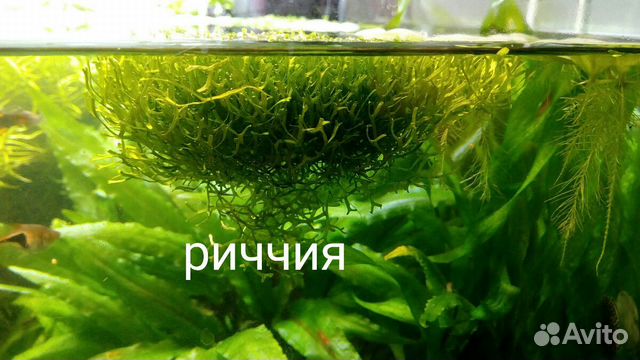 Набор аквариумных растений купить на Зозу.ру - фотография № 3