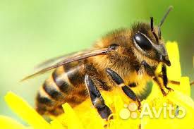 Продам пчелосемьи на высадку. с. Луговское купить на Зозу.ру - фотография № 1