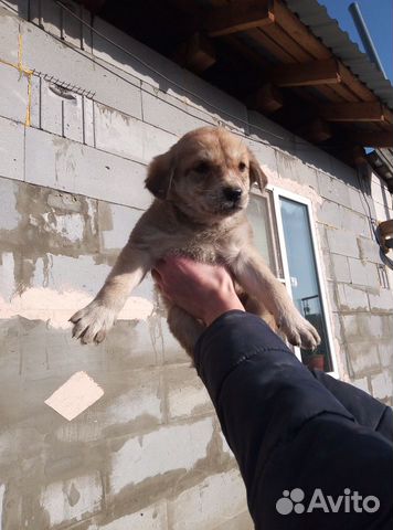 Собака смесь сао купить на Зозу.ру - фотография № 1