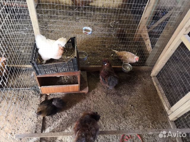 Петухи, куры, утки, гуси, яйца купить на Зозу.ру - фотография № 5