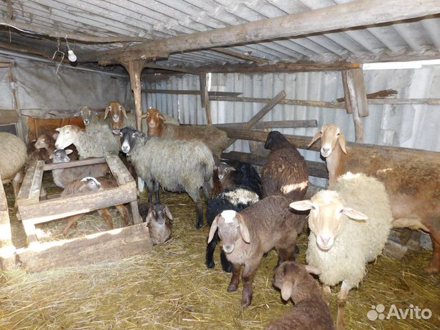 Овцы, бараны купить на Зозу.ру - фотография № 9