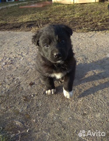 Собака для прогулок на улице купить на Зозу.ру - фотография № 1