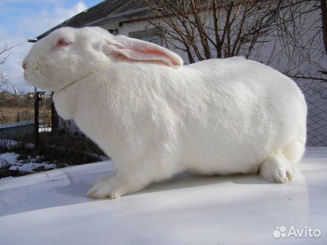 Крольчата породы белый великан купить на Зозу.ру - фотография № 3