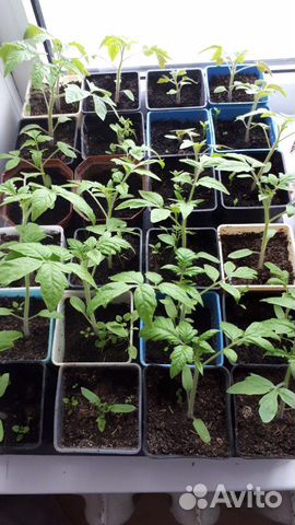 Биогумус на основе перепелиного помета и торфа