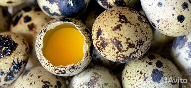 Яйца Перепелиные купить на Зозу.ру - фотография № 2
