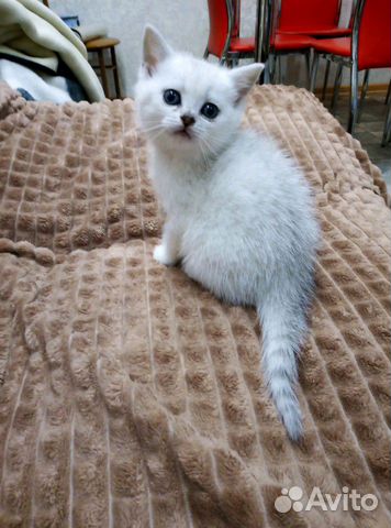 Кошка Кошка
