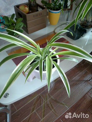 Хлорофитум Хлорофитум