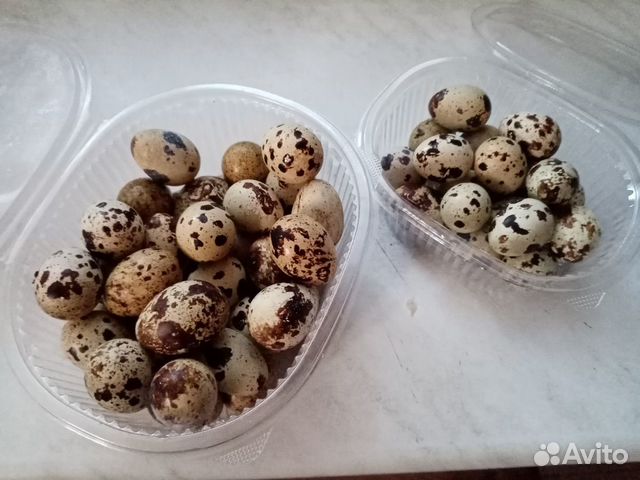 Перепелиные яйца купить на Зозу.ру - фотография № 1
