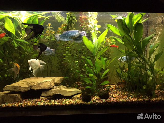 Аквариум