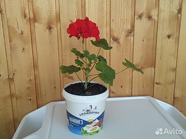 Комнатные цветы Комнатные цветы