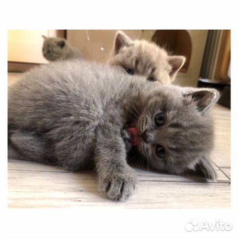 Плюшевые котята