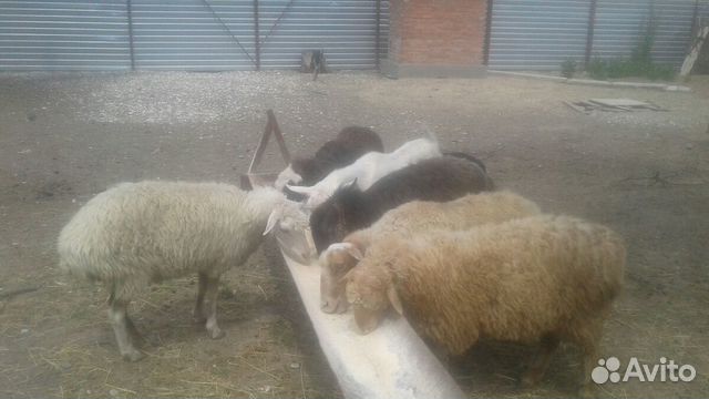 Овцы, бараны купить на Зозу.ру - фотография № 10