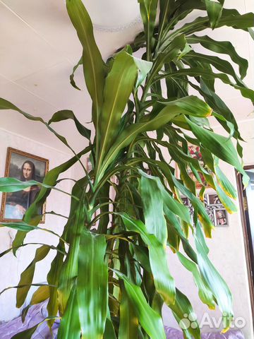 Драцена Сандера или 