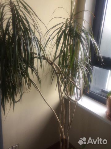 Драцена Драцена