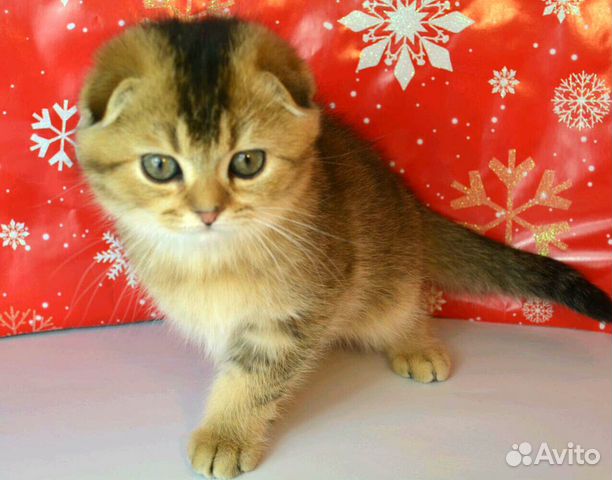 Котята Шотландцы, Фолд иСтрайт, Золотые Шиншиллы