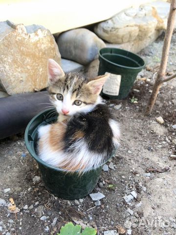 Котёнок девочка 2 месяца в хорошие руки